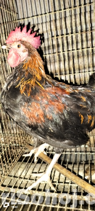 মরগ